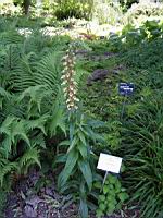 Digitale - Digitalis Laevigata (01) (Photo F. Mrugala)